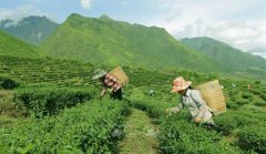 高山绿茶系列